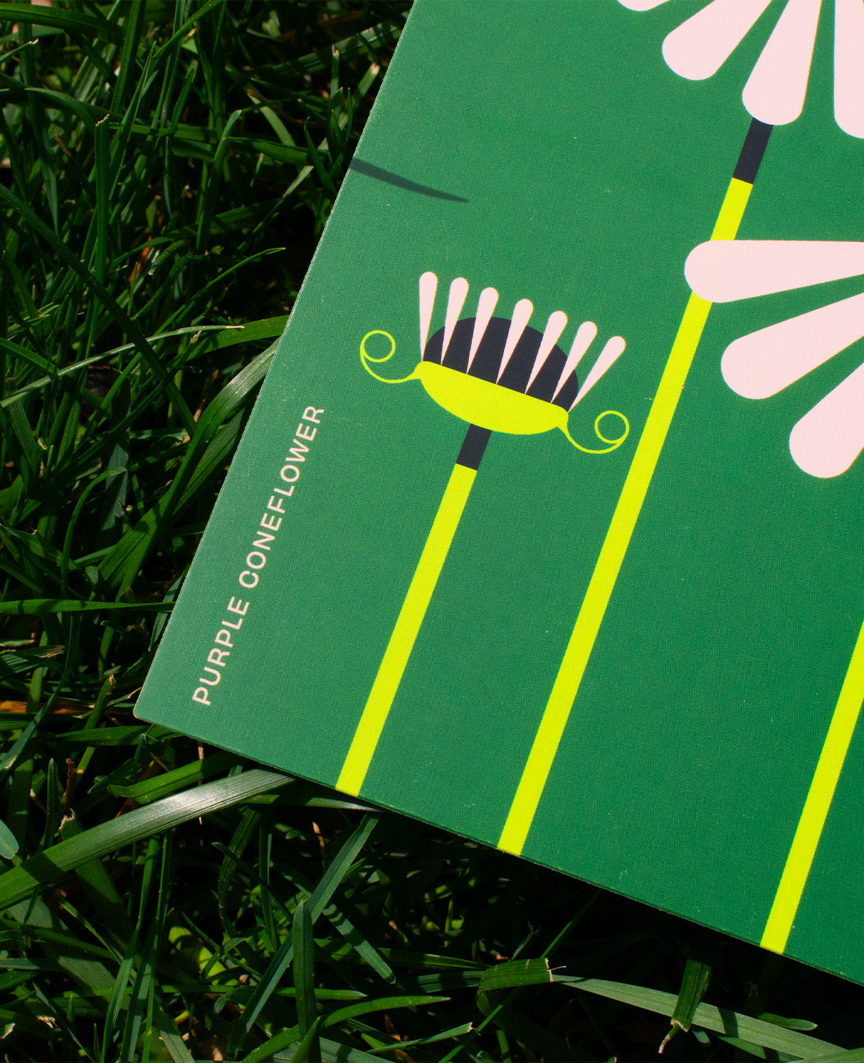 Purple Coneflower Postcard: D.C. Native Plant Illustration