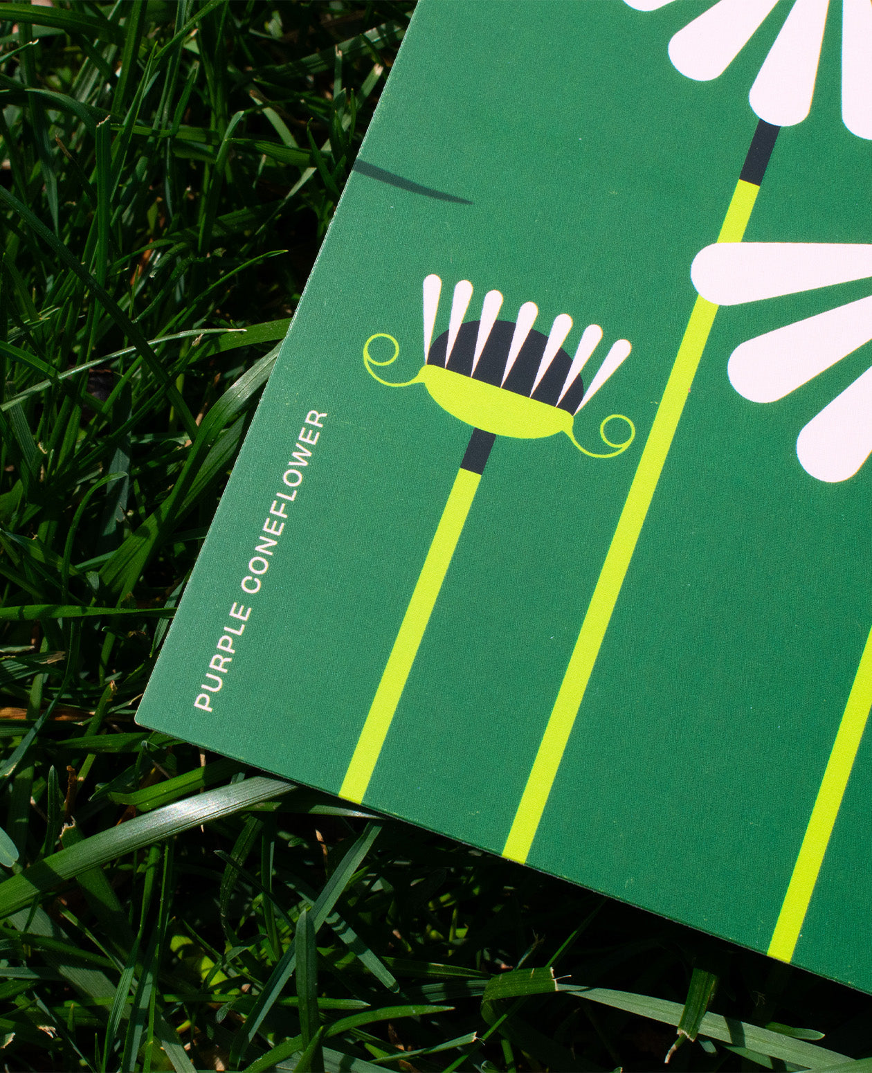 Washington DC Native Plants Postcard
