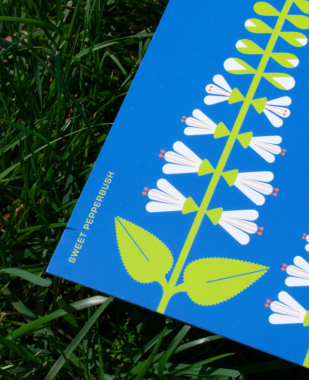 Washington DC Native Plants Postcard