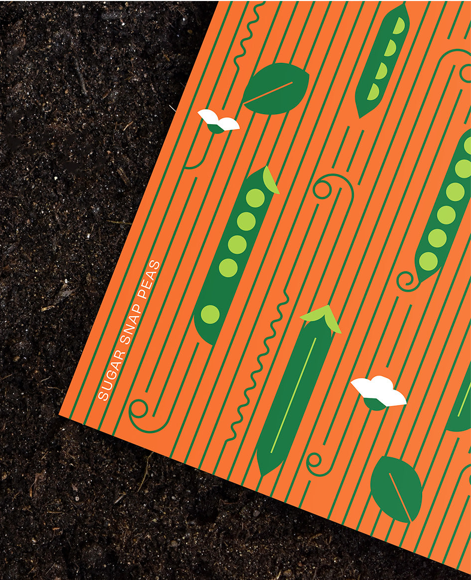 Sugar Snap Pea Botanical Postcard: In the Garden Illustration