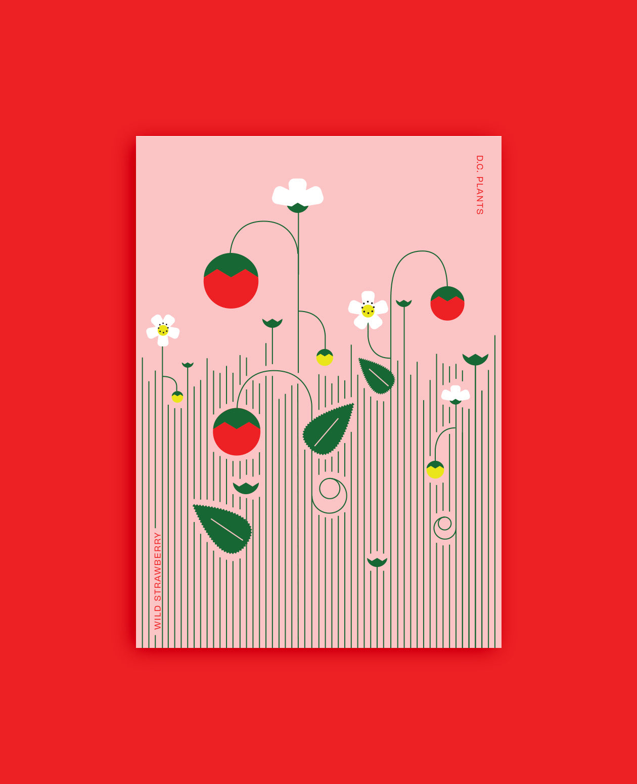 The DC Native Plants Postcard Set
