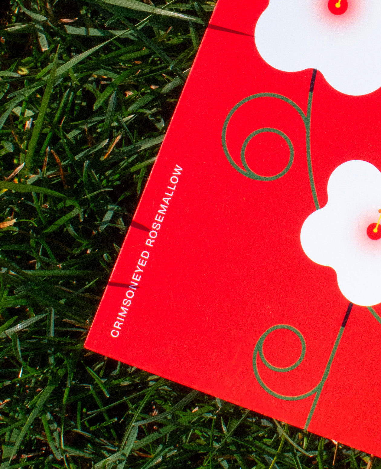 Crimsoneyed Rosemallow Postcard: D.C. Native Plant Illustration