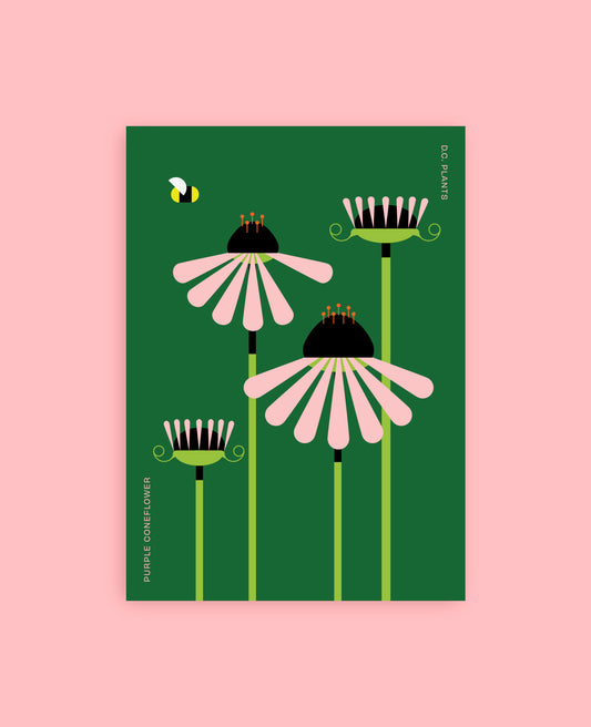 Purple Coneflower Postcard: D.C. Native Plant Illustration