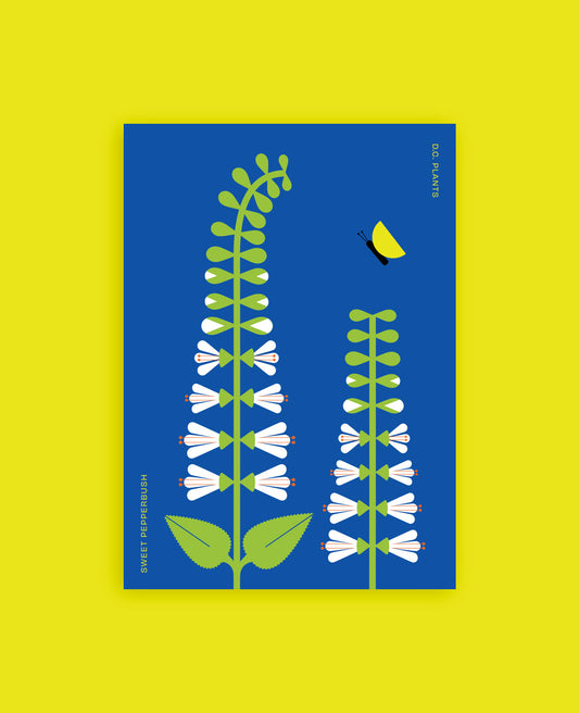 Sweet Pepperbush illustrated postcard on a yellow background.