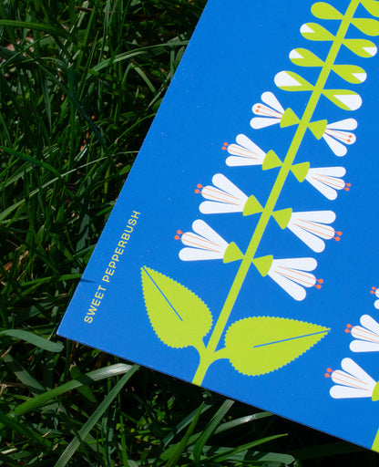 Washington DC Native Plants Postcard