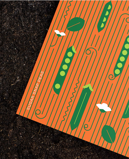 Sugar Snap Pea Botanical Postcard: In the Garden Illustration