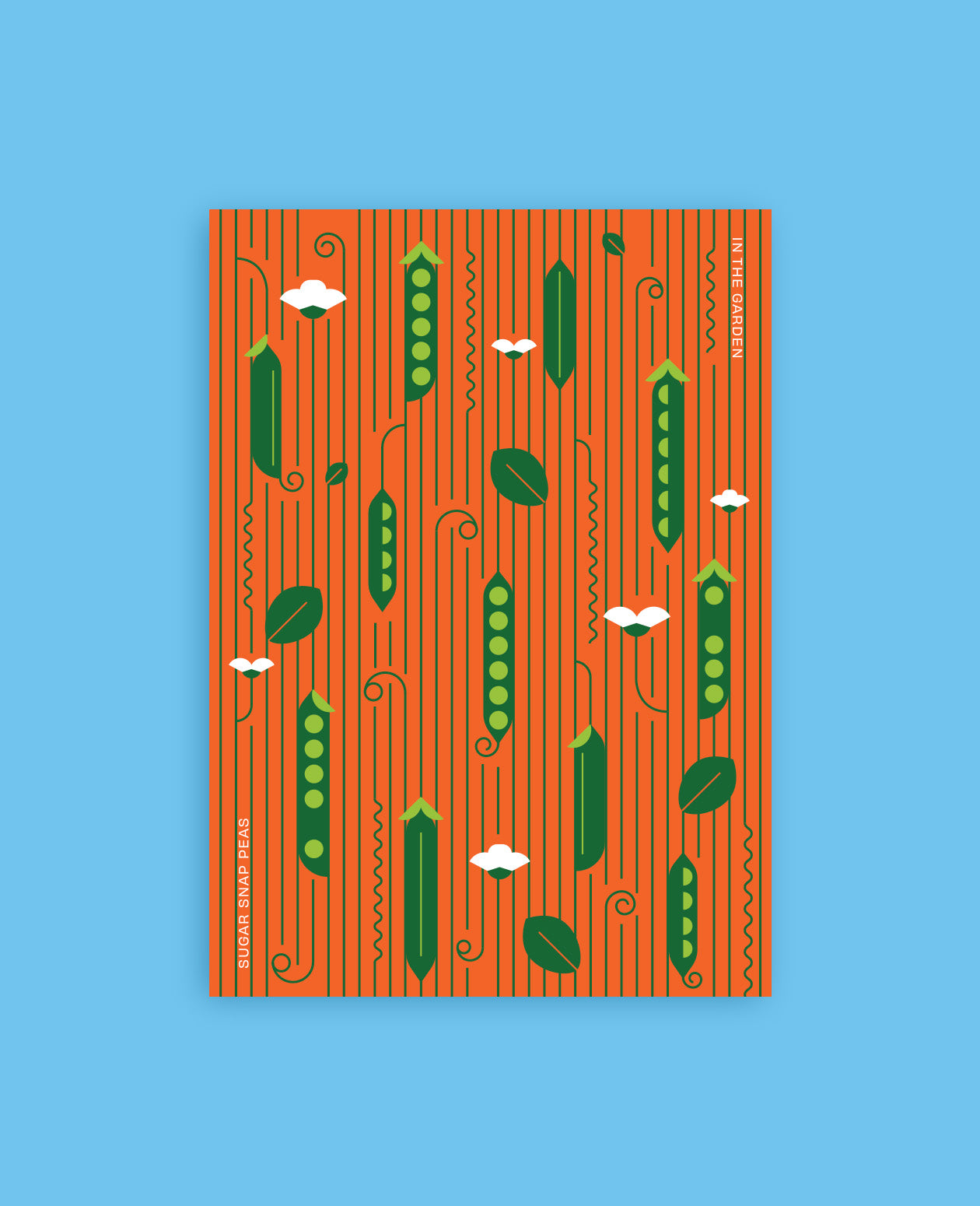 Sugar Snap Pea Botanical Postcard: In the Garden Illustration