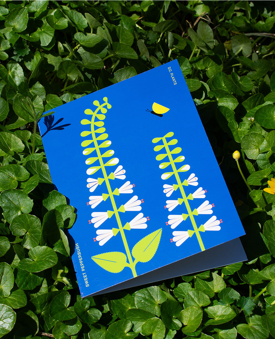 Sweet Pepperbush D.C. Plant Greeting Card