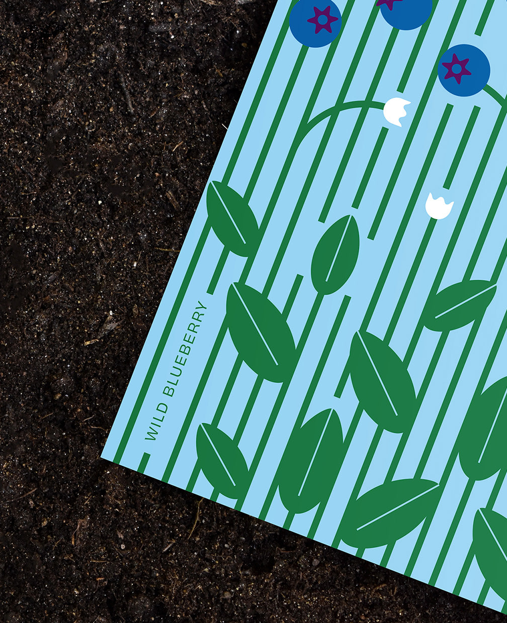 Wild Blueberries Botanical Postcard: In the Garden Illustration