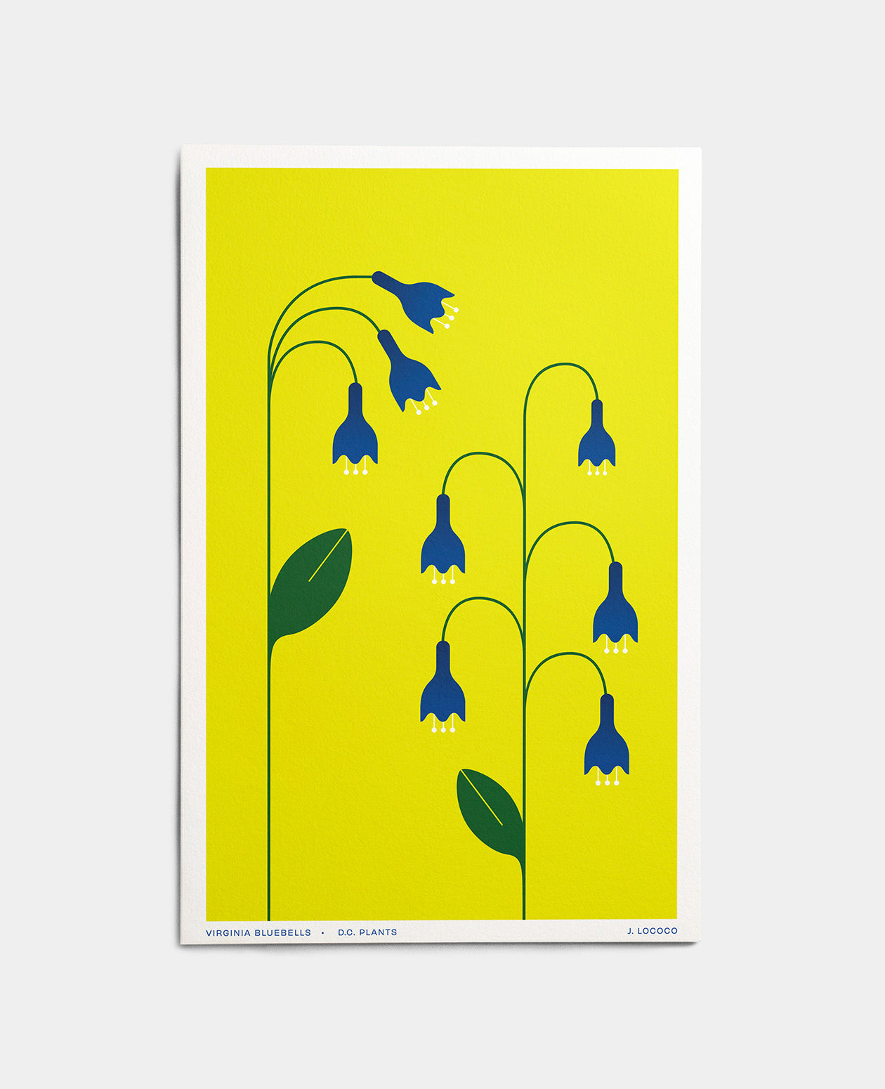 Virgina Bluebells D.C. Plants Art Print