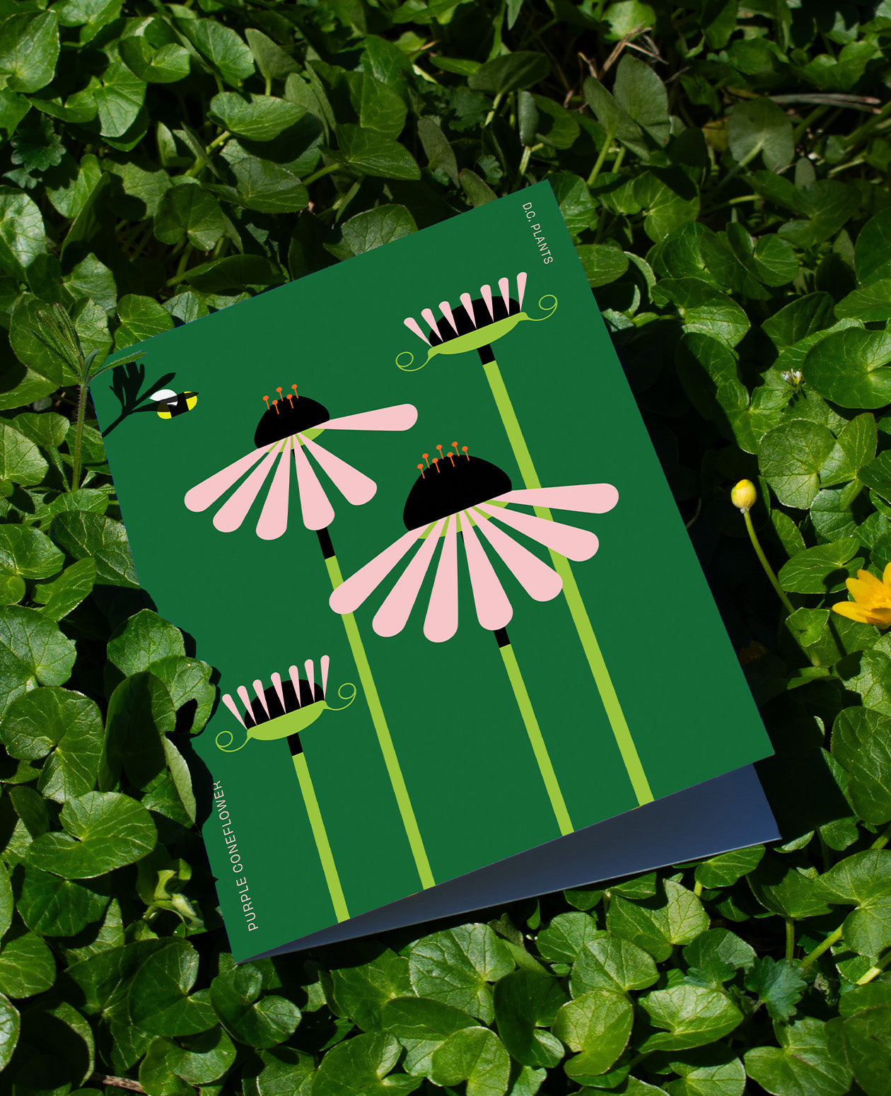 Purple Coneflower D.C. Plant Greeting Card