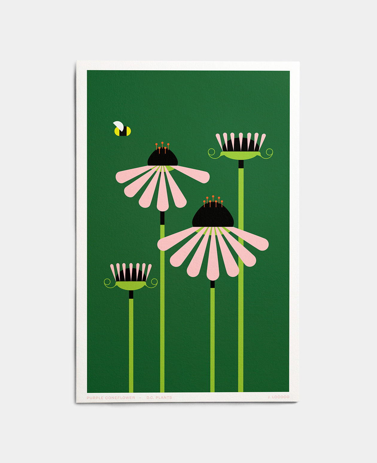 Purple Coneflower D.C. Plants Art Print