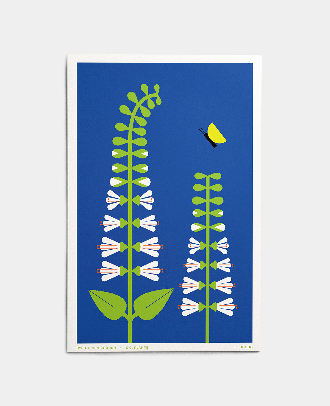 Sweet Pepperbush D.C. Plants Art Print
